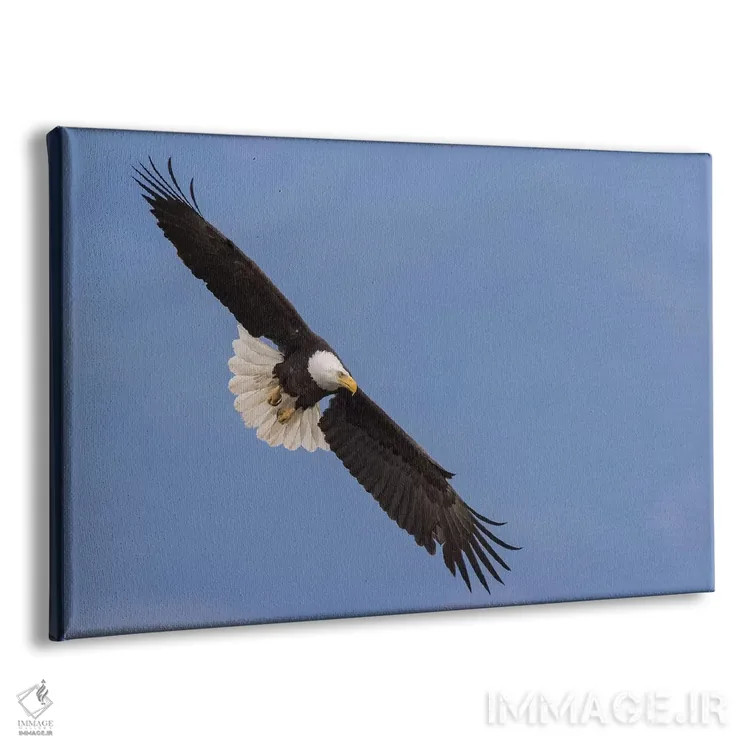 تابلو پرواز عقاب سرسفید به شکل V اثر کن آرچر - نمای پرسپکتیو محصول