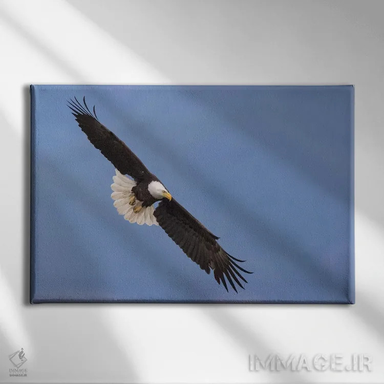تابلو پرواز عقاب سرسفید به شکل V اثر کن آرچر - نمای روبهرو روی دیوار