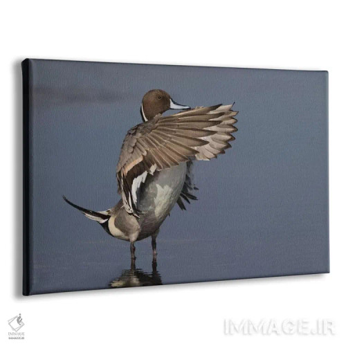 تابلو اردک نوکدراز شمالی بالهایش را خشک میکند اثر کن آرچر - نمای پرسپکتیو محصول