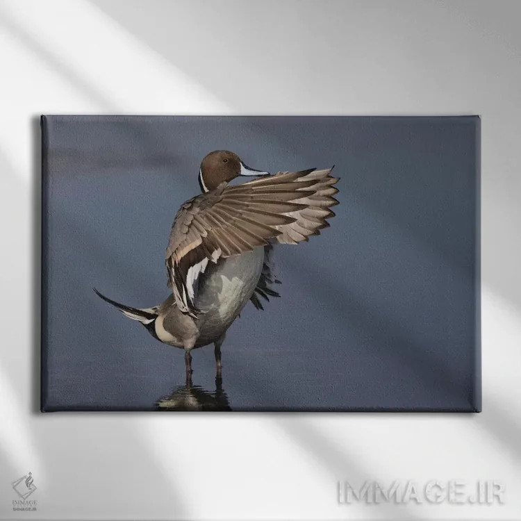 تابلو اردک نوکدراز شمالی بالهایش را خشک میکند اثر کن آرچر - نمای روبهرو روی دیوار