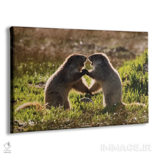 تابلو بچه مارموتهای المپیک در حال بازی اثر کن آرچر - نمای پرسپکتیو محصول