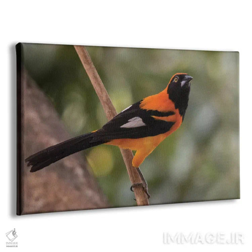 تابلو تروپیال پشتنارنجی (پرنده) اثر کن آرچر - نمای پرسپکتیو محصول