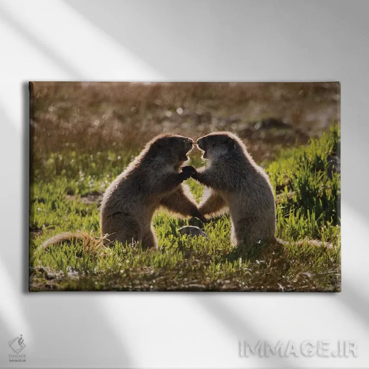 تابلو بچه مارموتهای المپیک در حال بازی اثر کن آرچر - نمای روبهرو روی دیوار