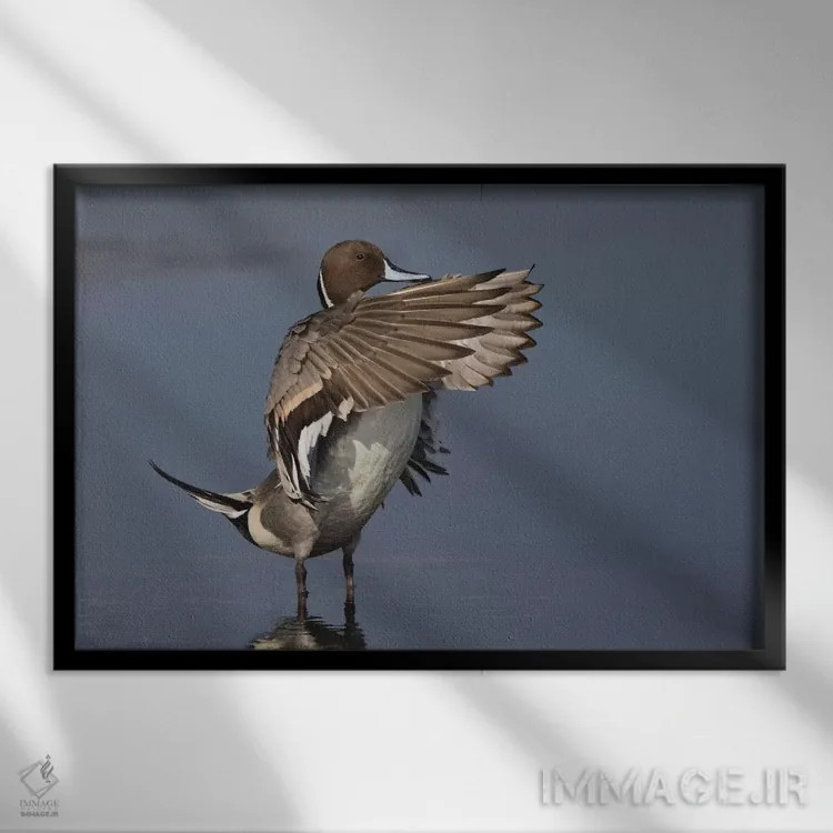 تابلو اردک نوکدراز شمالی بالهایش را خشک میکند اثر کن آرچر - نمای قابدار مشکی