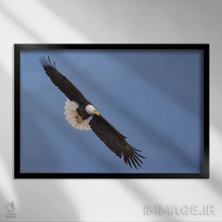 تابلو پرواز عقاب سرسفید به شکل V اثر کن آرچر - نمای قابدار مشکی