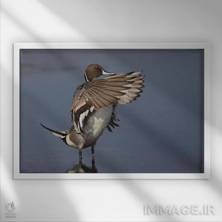 تابلو اردک نوکدراز شمالی بالهایش را خشک میکند اثر کن آرچر - نمای قابدار سفید
