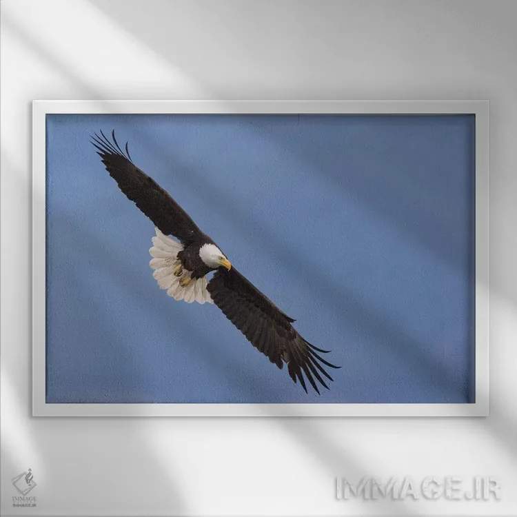 تابلو پرواز عقاب سرسفید به شکل V اثر کن آرچر - نمای قابدار سفید