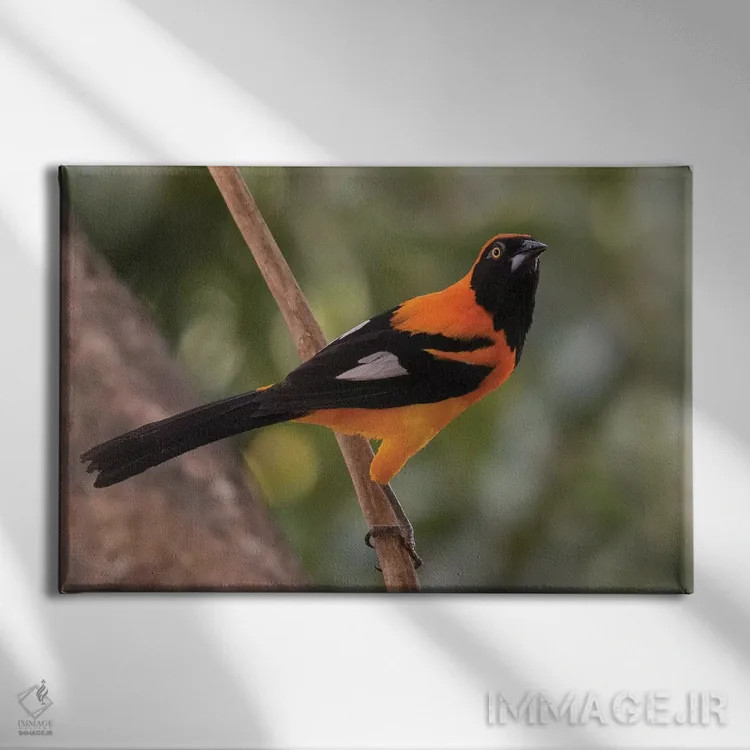 تابلو تروپیال پشتنارنجی (پرنده) اثر کن آرچر - نمای روبهرو روی دیوار