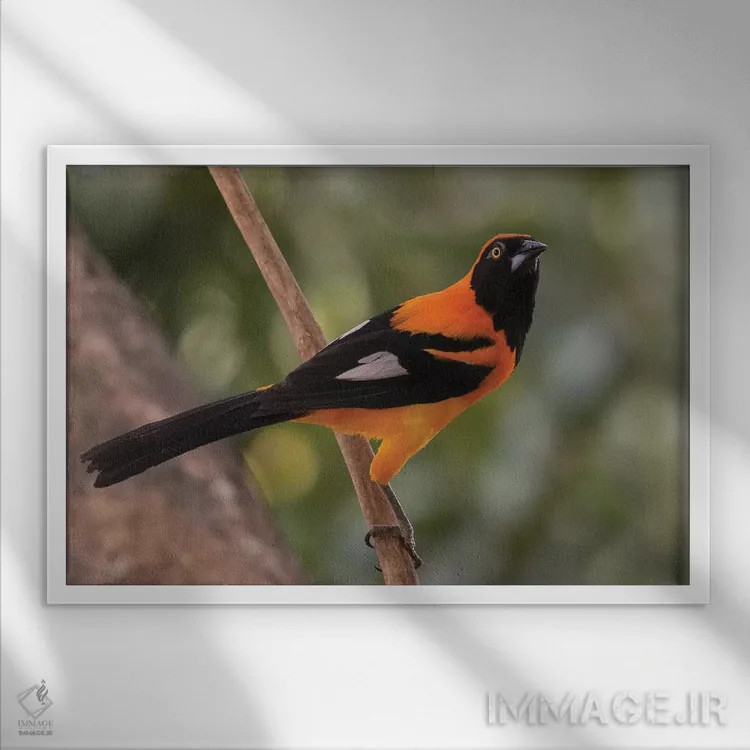 تابلو تروپیال پشتنارنجی (پرنده) اثر کن آرچر - نمای قابدار سفید