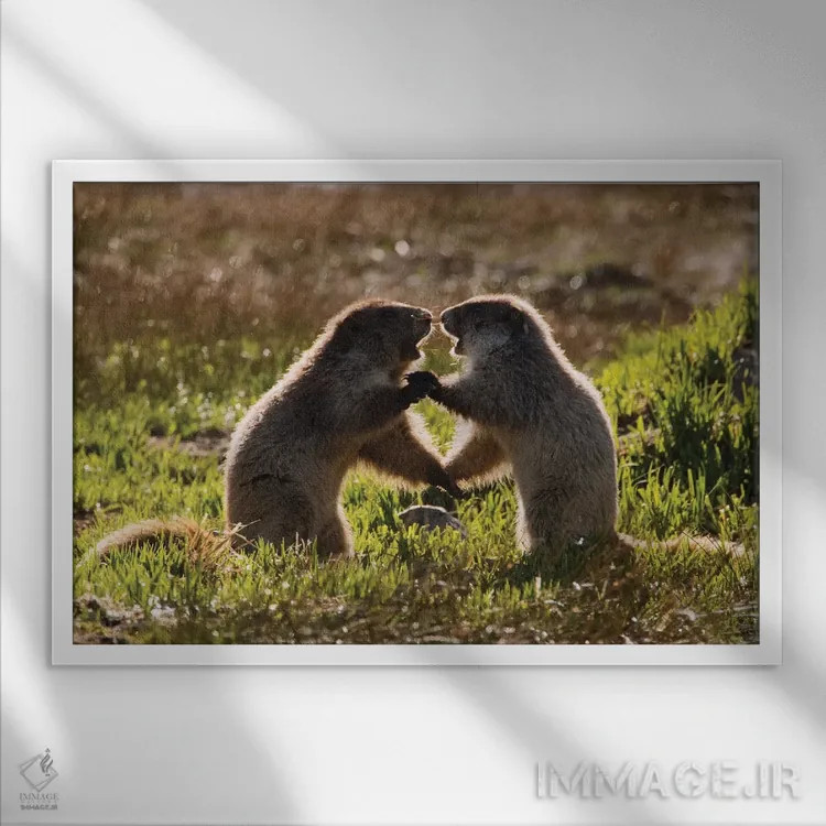 تابلو بچه مارموتهای المپیک در حال بازی اثر کن آرچر - نمای قابدار سفید