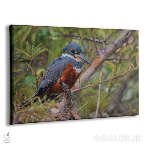 تابلو ماهیخورک حلقهدار اثر کن آرچر - نمای پرسپکتیو محصول