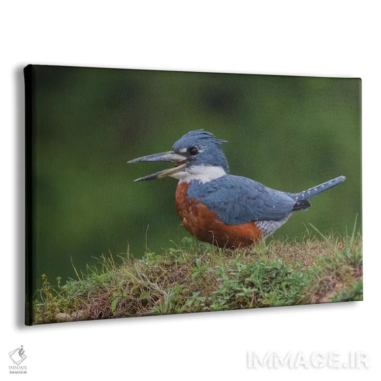 تابلو ماهیخورک حلقهدار اثر کن آرچر - نمای پرسپکتیو محصول