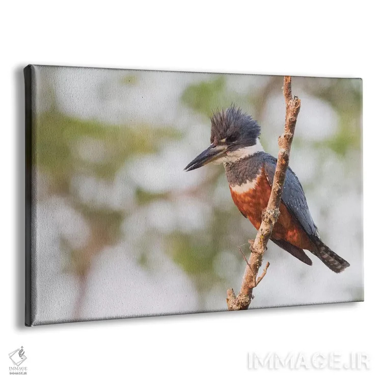 تابلو ماهیخورک حلقهدار اثر کن آرچر - نمای پرسپکتیو محصول