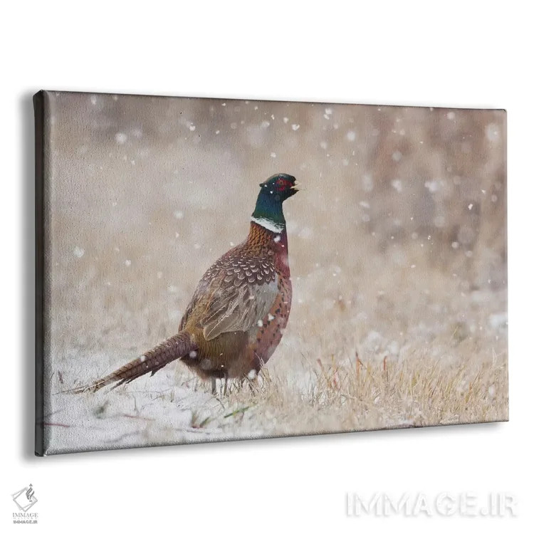 تابلو Autumn snowflakes,قرقاول حلقهگردن، دانههای برف پاییزی اثر کن آرچر - نمای پرسپکتیو محصول