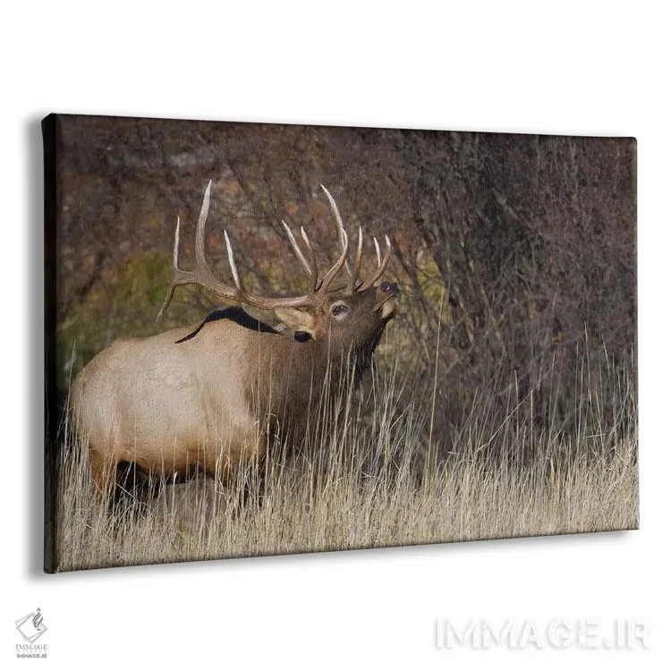 تابلو گوزن نر کوهستان راکی اثر کن آرچر - نمای پرسپکتیو محصول