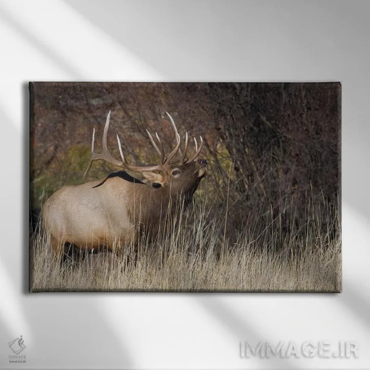تابلو گوزن نر کوهستان راکی اثر کن آرچر - نمای روبهرو روی دیوار