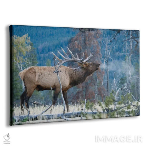 تابلو آوای صبحگاهی گوزن نر راکی اثر کن آرچر - نمای پرسپکتیو محصول