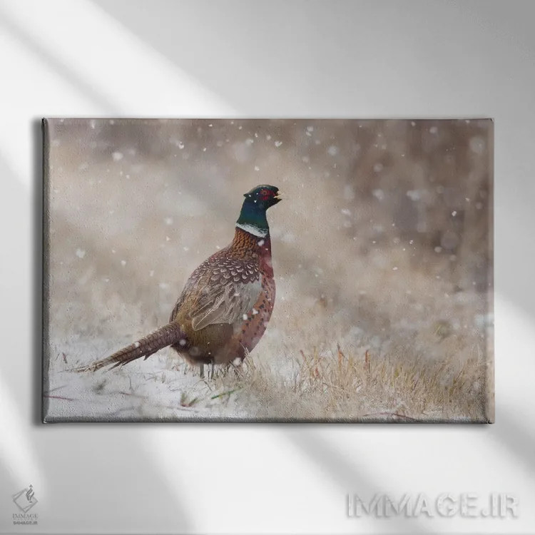 تابلو Autumn snowflakes,قرقاول حلقهگردن، دانههای برف پاییزی اثر کن آرچر - نمای روبهرو روی دیوار