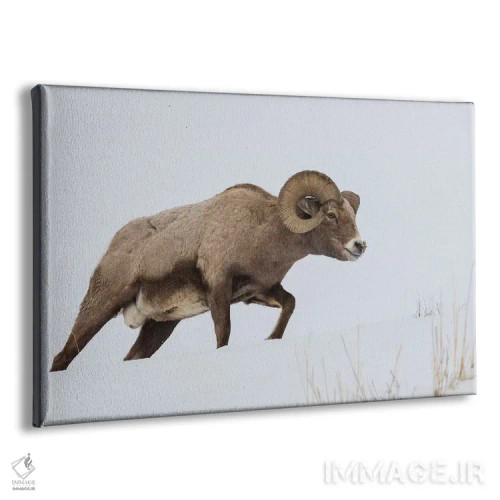 تابلو قوچ کل بز بزرگ کوهستان راکی اثر کن آرچر - نمای پرسپکتیو محصول