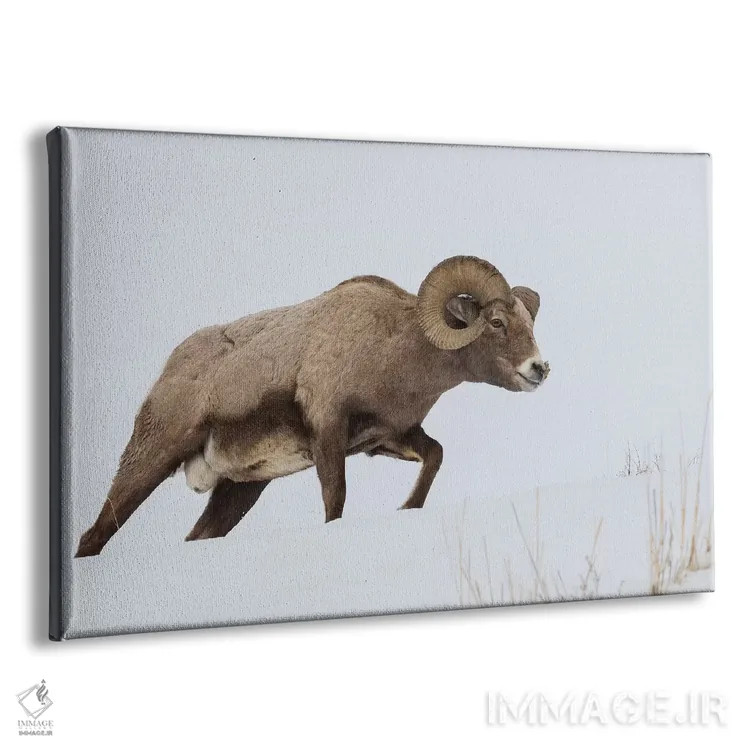 تابلو قوچ کل بز بزرگ کوهستان راکی اثر کن آرچر - نمای پرسپکتیو محصول