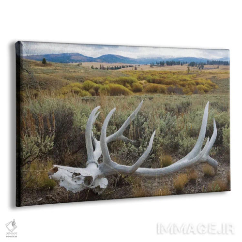 تابلو جمجمهٔ گوزن کوهستان راکی اثر کن آرچر - نمای پرسپکتیو محصول