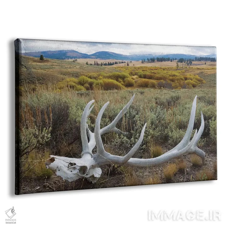 تابلو جمجمهٔ گوزن کوهستان راکی اثر کن آرچر - نمای پرسپکتیو محصول