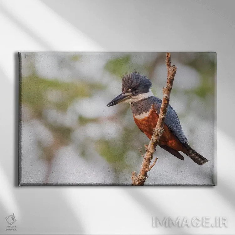 تابلو ماهیخورک حلقهدار اثر کن آرچر - نمای روبهرو روی دیوار