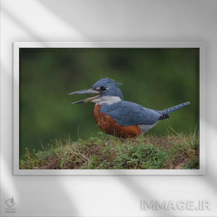 تابلو ماهیخورک حلقهدار اثر کن آرچر - نمای قابدار سفید