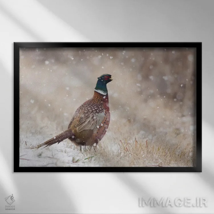 تابلو Autumn snowflakes,قرقاول حلقهگردن، دانههای برف پاییزی اثر کن آرچر - نمای قابدار مشکی