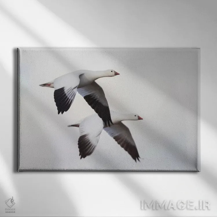 تابلو غازهای راس اثر کن آرچر - نمای روبهرو روی دیوار