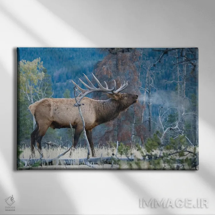 تابلو آوای صبحگاهی گوزن نر راکی اثر کن آرچر - نمای روبهرو روی دیوار