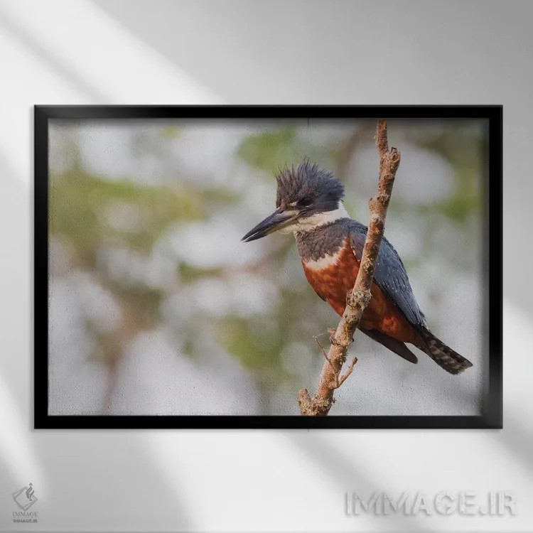 تابلو ماهیخورک حلقهدار اثر کن آرچر - نمای قابدار مشکی