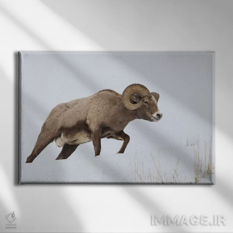 تابلو قوچ کل بز بزرگ کوهستان راکی اثر کن آرچر - نمای روبهرو روی دیوار