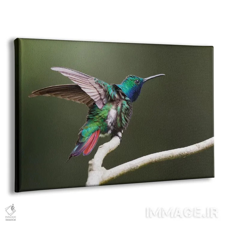 تابلو ruffling its feathers, Trinidad and Tobago,مرغ مگسخوار مانگو گلویسیاه، در حال پُرزاندن پرها، ترینیداد و توباگو اثر کن آرچر - نمای پرسپکتیو محصول