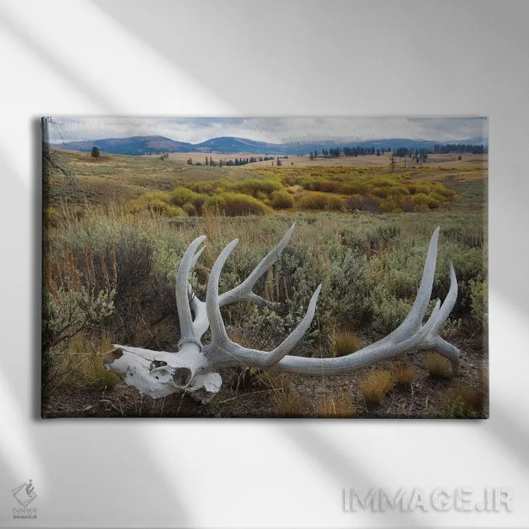 تابلو جمجمهٔ گوزن کوهستان راکی اثر کن آرچر - نمای روبهرو روی دیوار