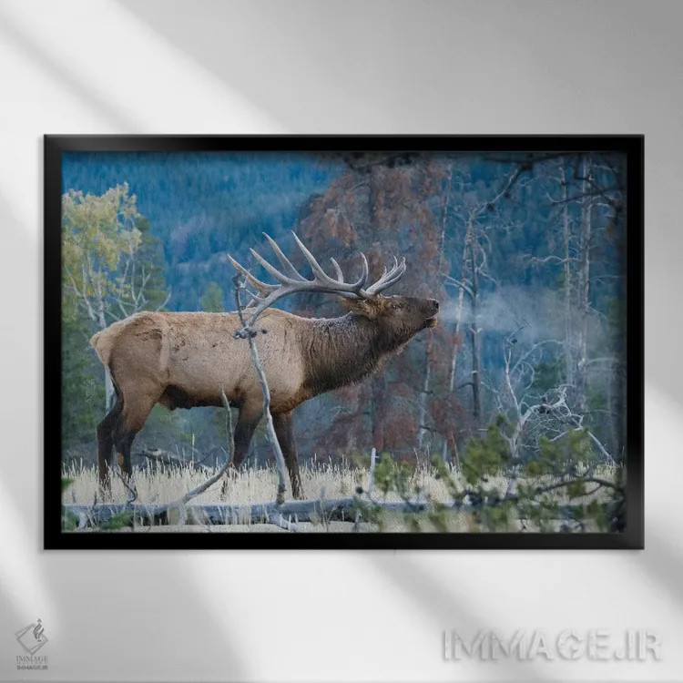 تابلو آوای صبحگاهی گوزن نر راکی اثر کن آرچر - نمای قابدار مشکی