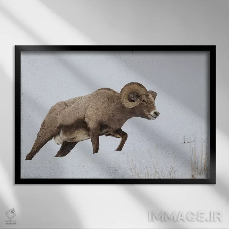 تابلو قوچ کل بز بزرگ کوهستان راکی اثر کن آرچر - نمای قابدار مشکی