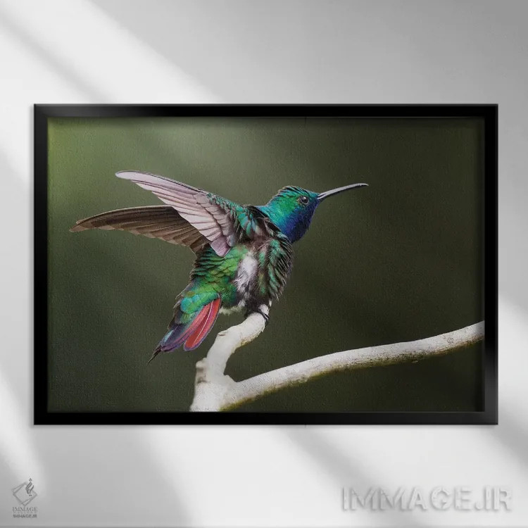 تابلو ruffling its feathers, Trinidad and Tobago,مرغ مگسخوار مانگو گلویسیاه، در حال پُرزاندن پرها، ترینیداد و توباگو اثر کن آرچر - نمای قابدار مشکی