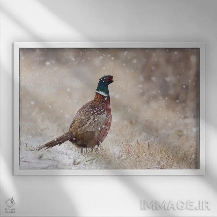 تابلو Autumn snowflakes,قرقاول حلقهگردن، دانههای برف پاییزی اثر کن آرچر - نمای قابدار سفید