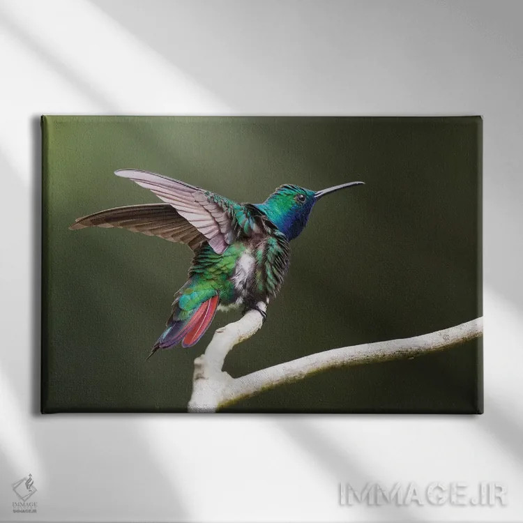تابلو ruffling its feathers, Trinidad and Tobago,مرغ مگسخوار مانگو گلویسیاه، در حال پُرزاندن پرها، ترینیداد و توباگو اثر کن آرچر - نمای روبهرو روی دیوار