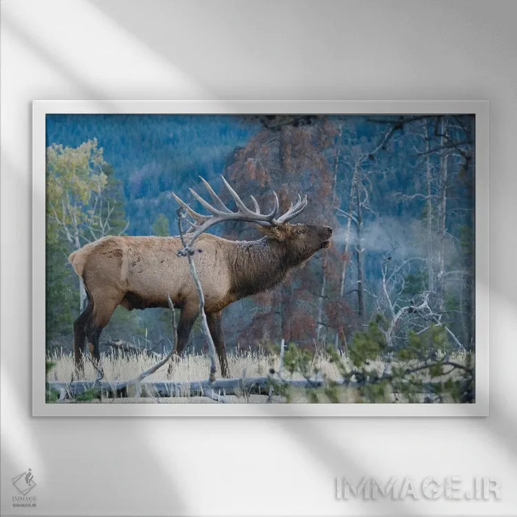 تابلو آوای صبحگاهی گوزن نر راکی اثر کن آرچر - نمای قابدار سفید