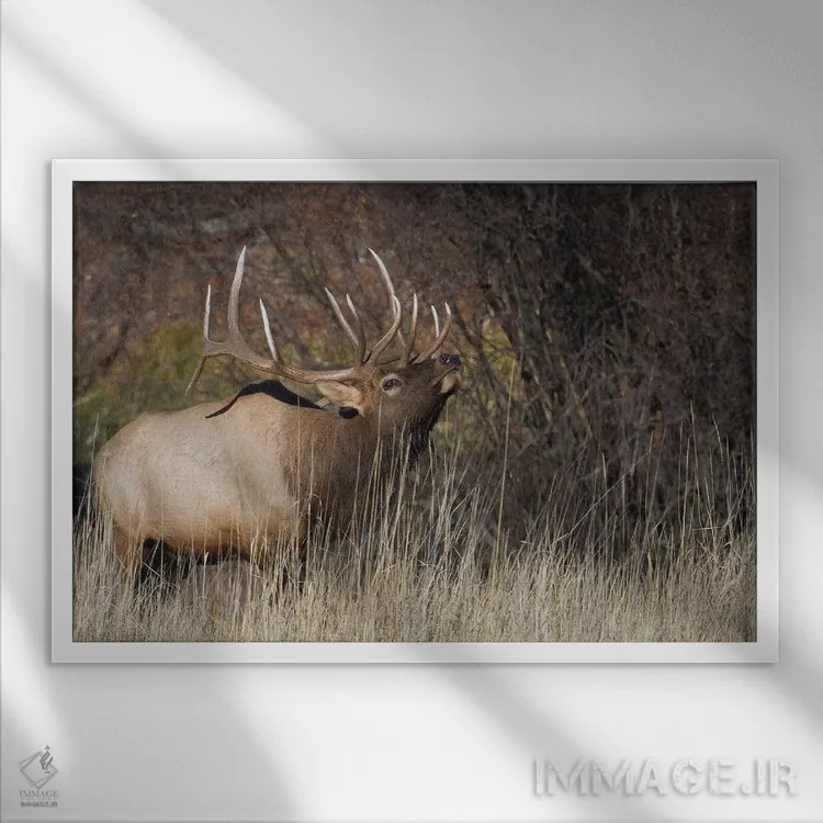 تابلو گوزن نر کوهستان راکی اثر کن آرچر - نمای قابدار سفید