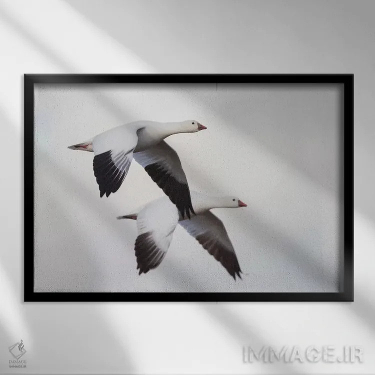 تابلو غازهای راس اثر کن آرچر - نمای قابدار مشکی