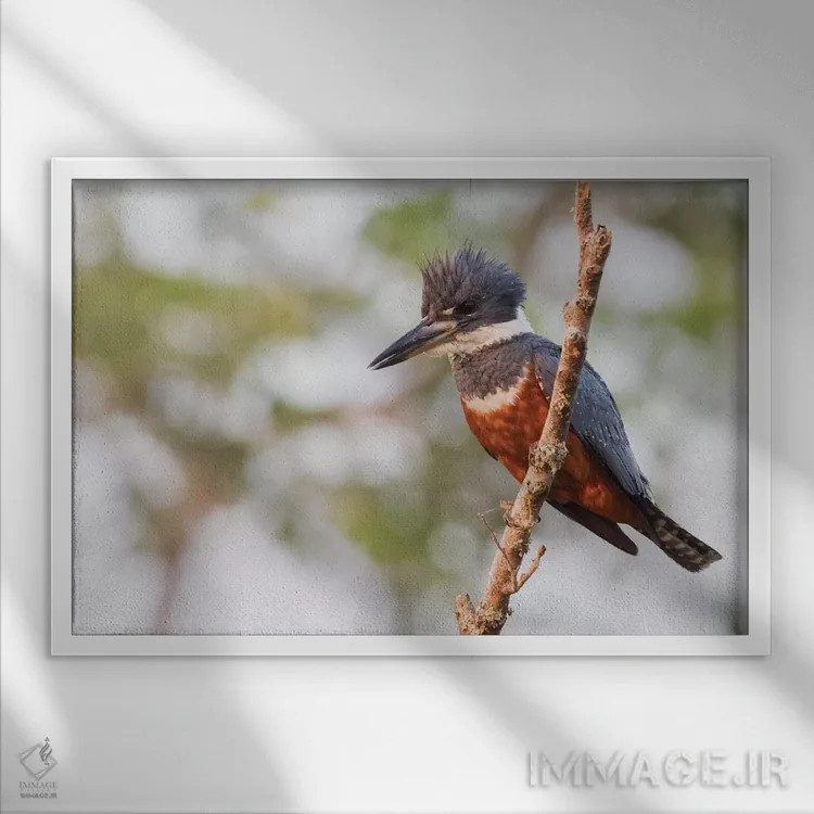 تابلو ماهیخورک حلقهدار اثر کن آرچر - نمای قابدار سفید