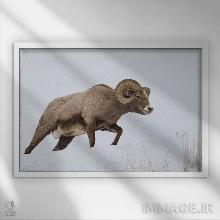 تابلو قوچ کل بز بزرگ کوهستان راکی اثر کن آرچر - نمای قابدار سفید