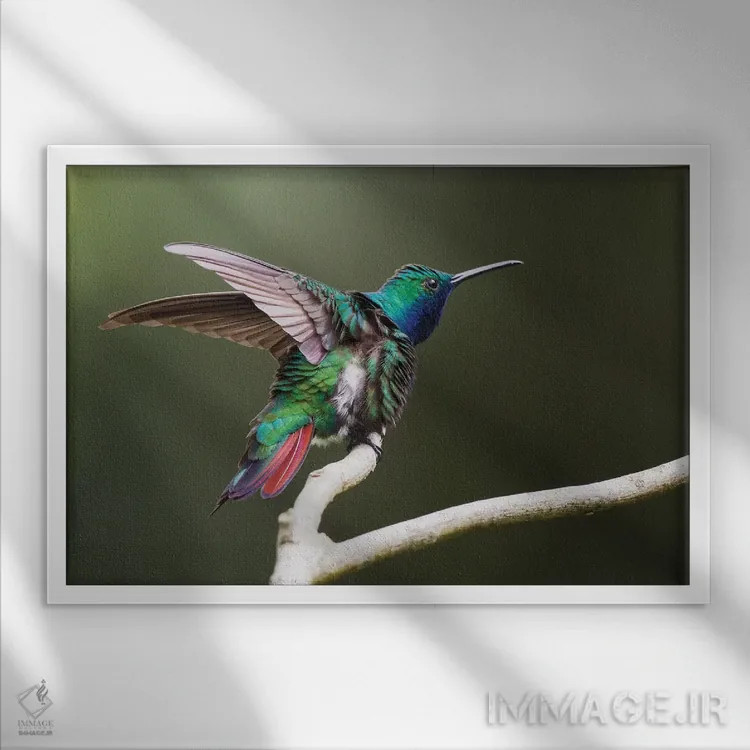 تابلو ruffling its feathers, Trinidad and Tobago,مرغ مگسخوار مانگو گلویسیاه، در حال پُرزاندن پرها، ترینیداد و توباگو اثر کن آرچر - نمای قابدار سفید