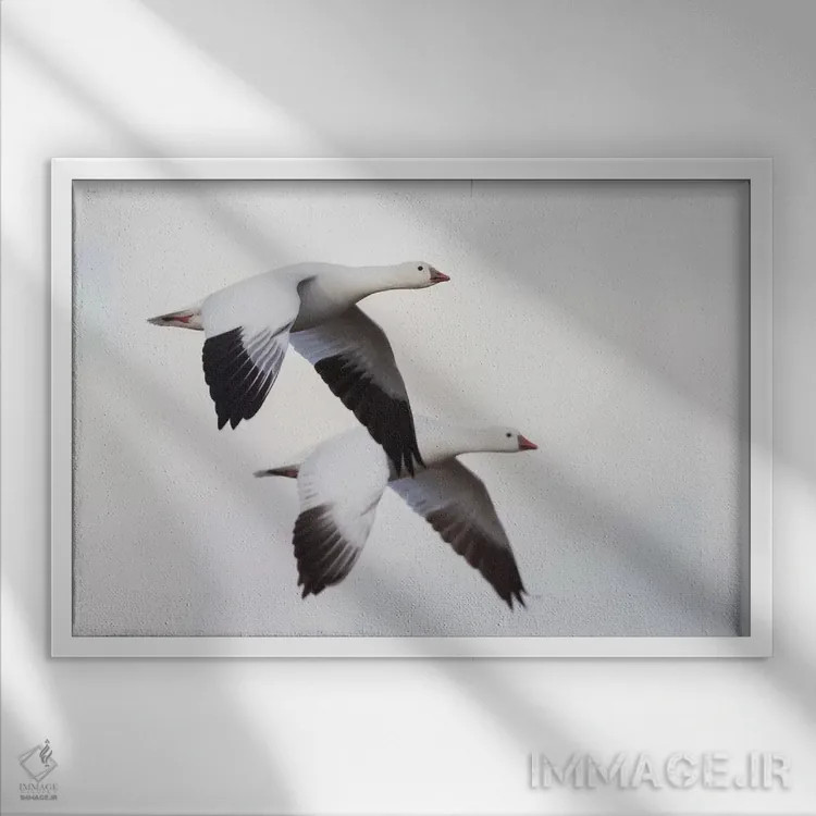 تابلو غازهای راس اثر کن آرچر - نمای قابدار سفید