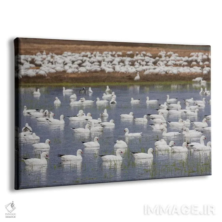 تابلو migration stop,غازهای راس در توقفگاه مهاجرت اثر کن آرچر - نمای پرسپکتیو محصول