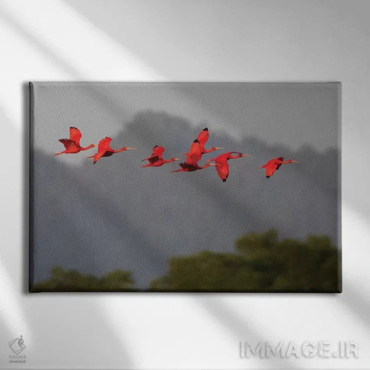 تابلو گروه ایبیس سرخ اثر کن آرچر - نمای روبهرو روی دیوار