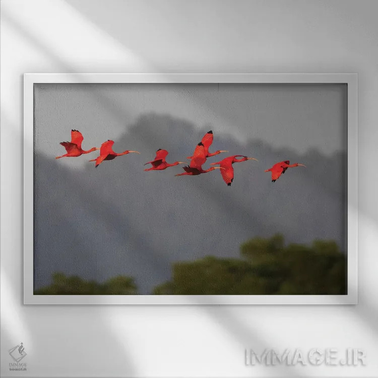 تابلو گروه ایبیس سرخ اثر کن آرچر - نمای قابدار سفید